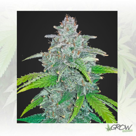 Blue Dream´Matic FastBuds - 3 Seeds