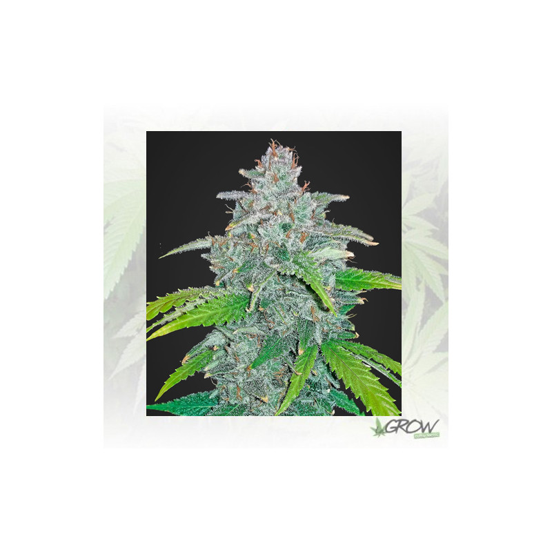 Blue Dream´Matic FastBuds - 5 Seeds
