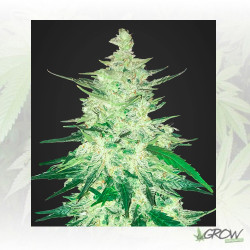 CBD Crack FastBuds - 3 Seeds