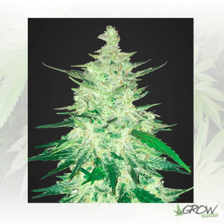 CBD Crack FastBuds - 3 Seeds