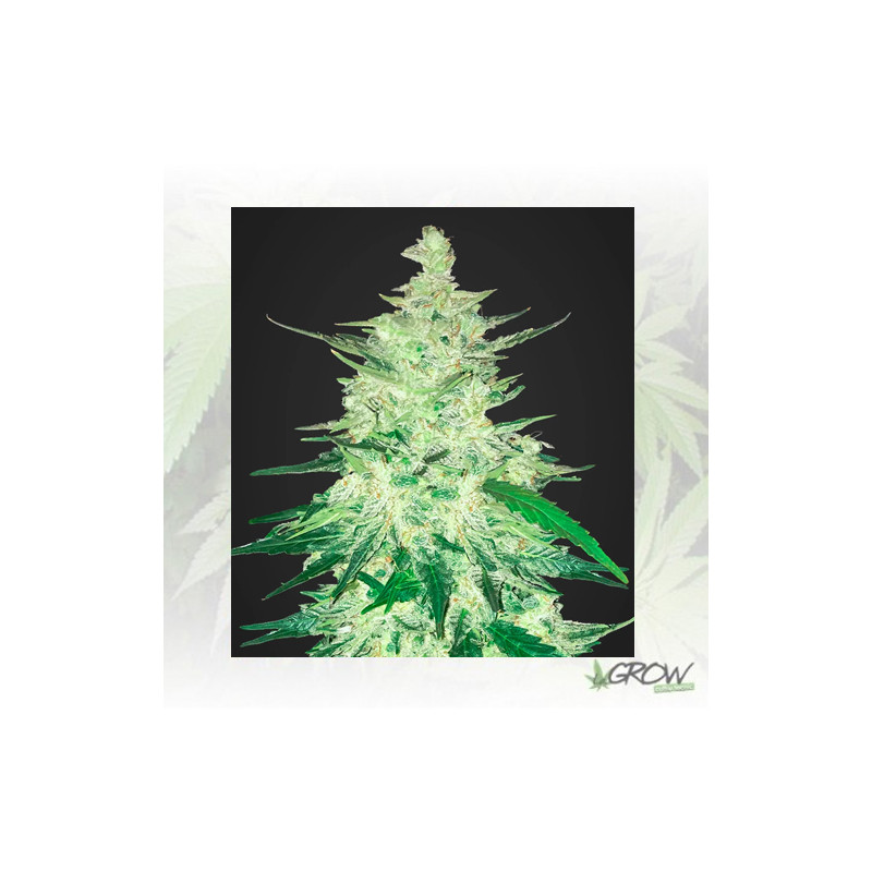CBD Crack FastBuds - 1 Seed