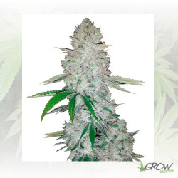 Gorilla Glue Auto FastBuds - 100 Seeds