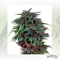 Durban Poison® Dutch Passion - 10 Seeds