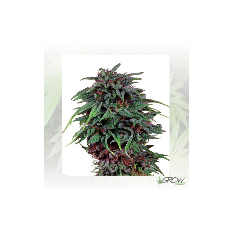 Durban Poison® Dutch Passion - 10 Seeds