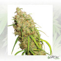 Desfrán® Dutch Passion - 3 Seeds