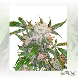 White Widow Regular Dutch Passion - 10 Seeds