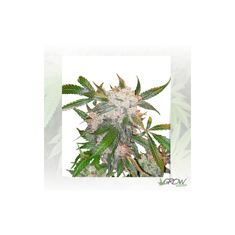 White Widow Regular Dutch Passion - 10 Seeds