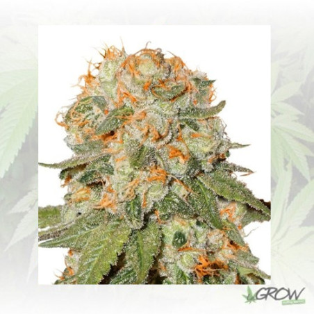 Orange Bud® Dutch Passion - 3 Seeds