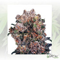 Blueberry® Dutch Passion - 5 Seeds
