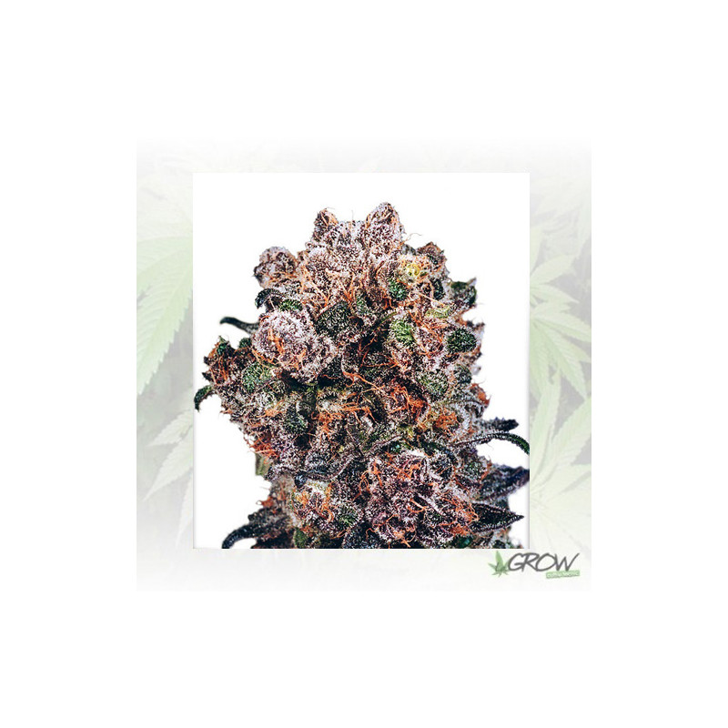 Blueberry® Dutch Passion - 5 Seeds