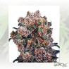 Blueberry® Dutch Passion - 5 Seeds