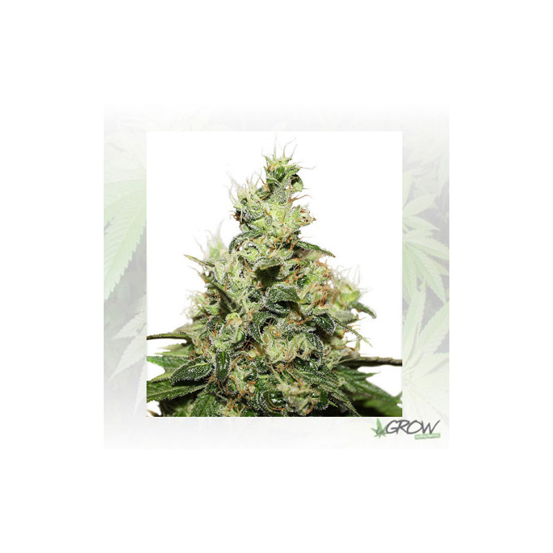CBD Kush® Dutch Passion - 5 Seeds