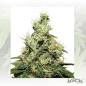 CBD Kush® Dutch Passion - 3 Seeds