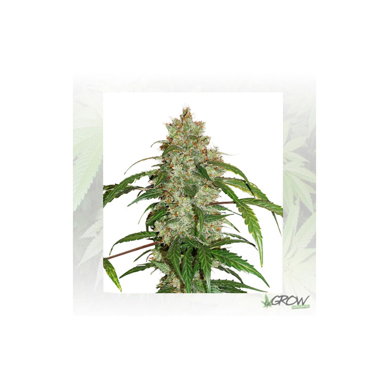 CBD Auto White Widow® Dutch Passion - 3 Seeds