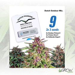 Dutch Outdoor Mix Dutch Passion - 9 Seeds