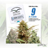 CBD Feminized Mix Dutch Passion - 9 Seeds