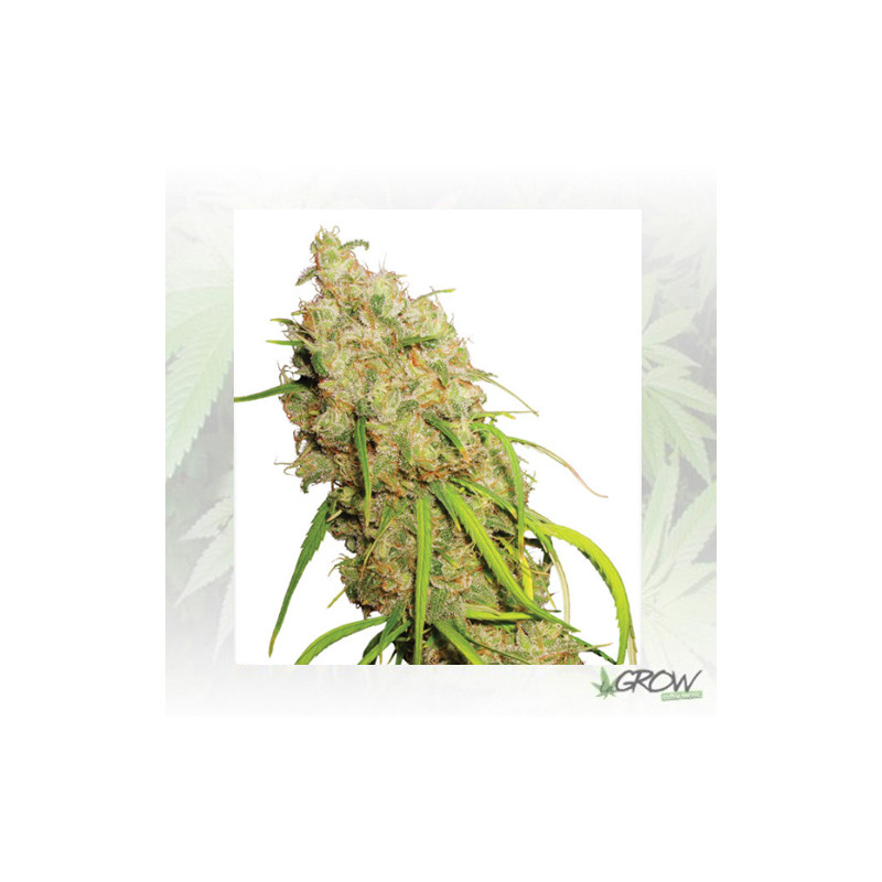 Desfrán® Dutch Passion - 10 Seeds