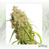 Desfrán® Dutch Passion - 10 Seeds