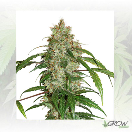 CBD Auto White Widow® Dutch Passion - 7 Seeds