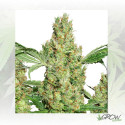 Power Plant® Dutch Passion - 3 Seeds