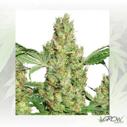 Power Plant® Dutch Passion - 3 Seeds