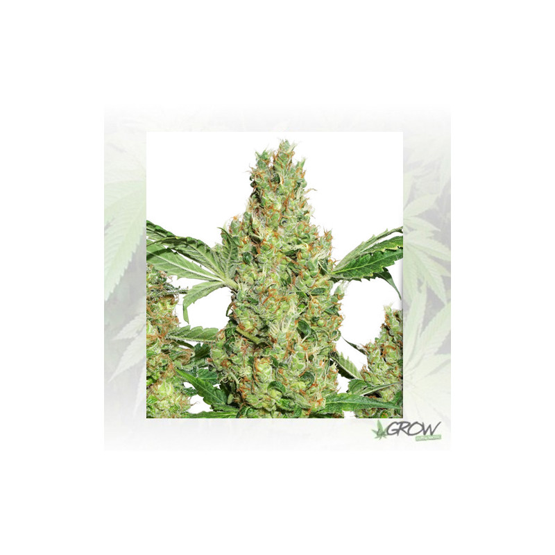 Power Plant® Dutch Passion - 3 Seeds