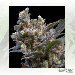 Kritikal Bilbo Genehtik - 5 Seeds