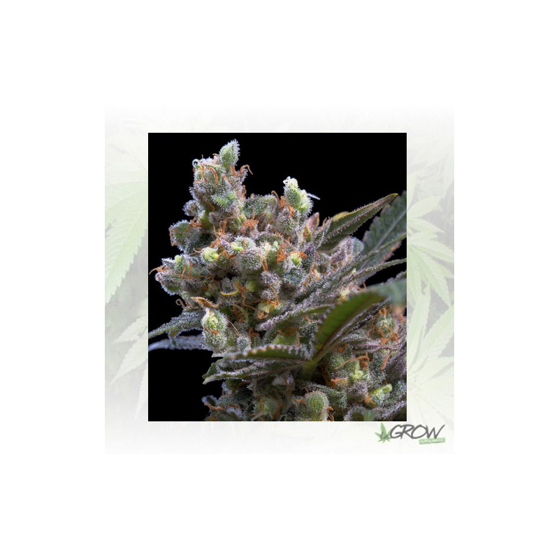 Kritikal Bilbo Genehtik - 5 Seeds