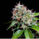 Zuri Widow Genehtik - 5 seeds