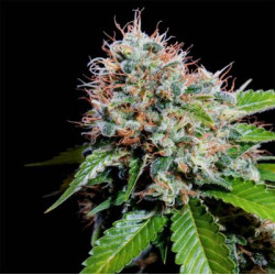 Zuri Widow Genehtik - 5 seeds