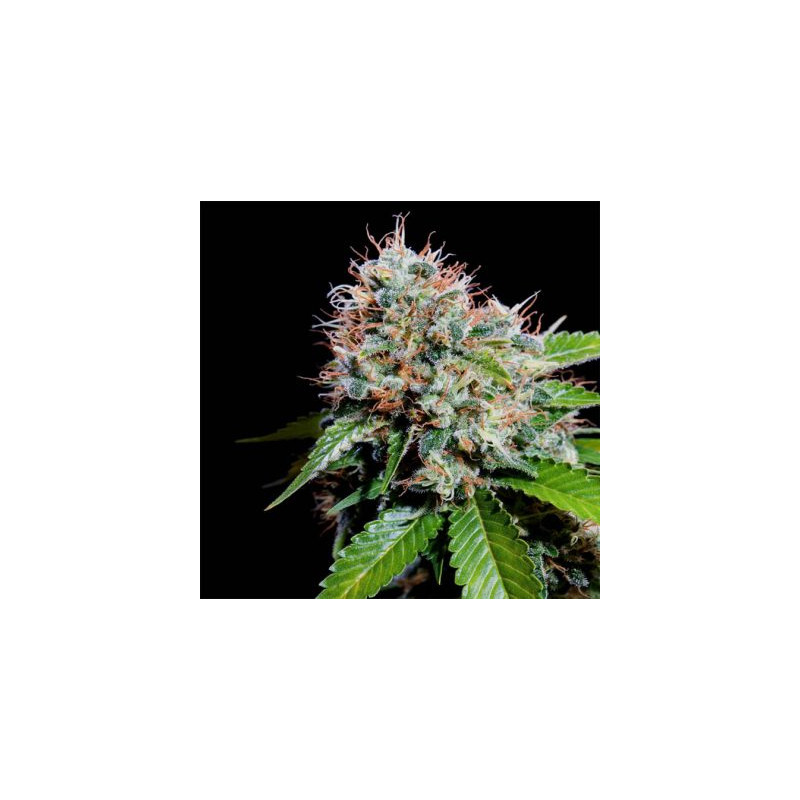 Zuri Widow Genehtik - 5 seeds