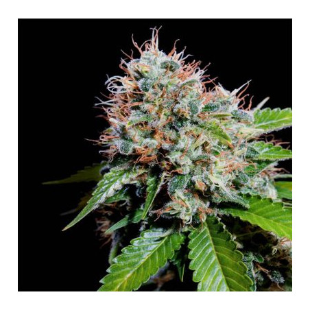 Zuri Widow Genehtik - 5 seeds