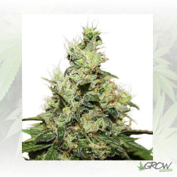 CBD Kush® Dutch Passion - 10 Seeds