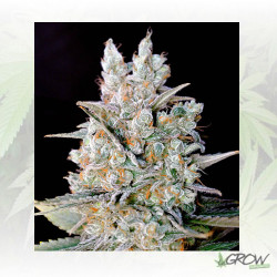 Kritikal Bilbo Auto Genehtik - 5 Seeds