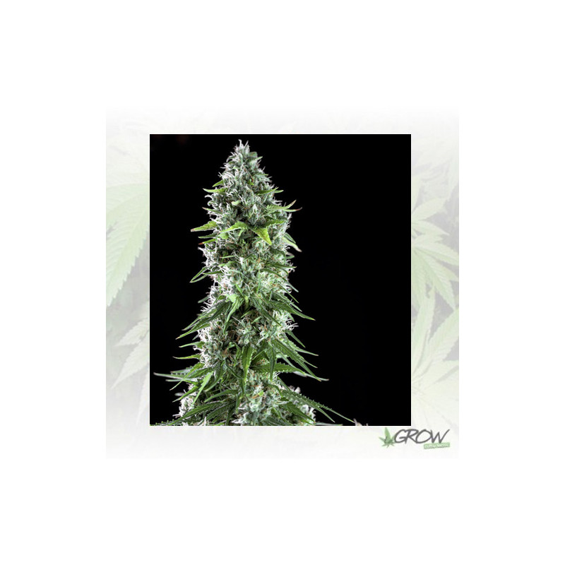 Kritikal Bilbo x Ak 47 Genehtik - 5 Seeds