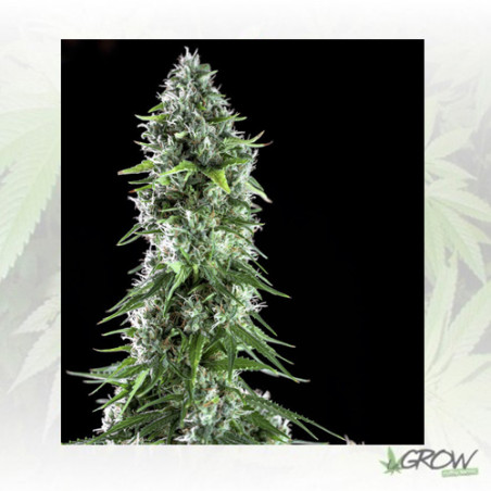 Kritikal Bilbo x Ak 47 Genehtik - 5 Seeds