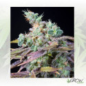 Txomango Genehtik - 5 Seeds