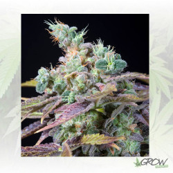 Txomango Genehtik - 5 Seeds