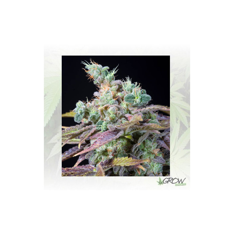 Txomango Genehtik - 5 Seeds