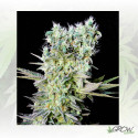 Northern Lights X Genehtik - 1 Seed