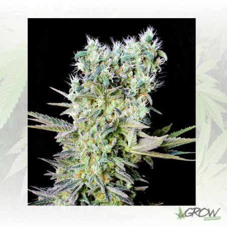 Northern Lights X Genehtik - 1 Seed