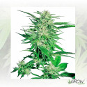 Big Bud® Regular Sensi Seeds - 10 Seeds