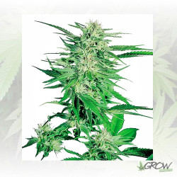 Big Bud® Regular Sensi Seeds - 10 Seeds