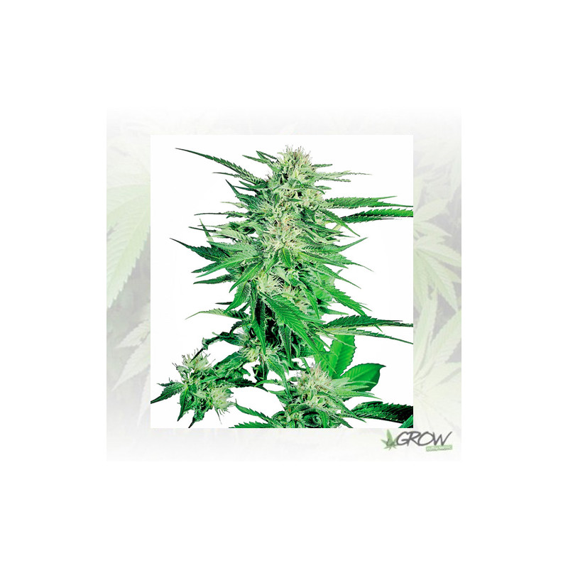 Big Bud® Regular Sensi Seeds - 10 Seeds