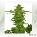 Critical Chiva Automaris - 5 Seeds