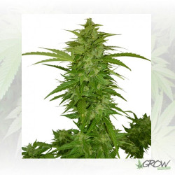 Critical Chiva Automaris - 5 Seeds