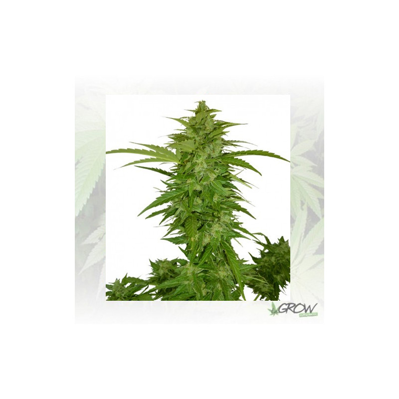 Critical Chiva Automaris - 5 Seeds