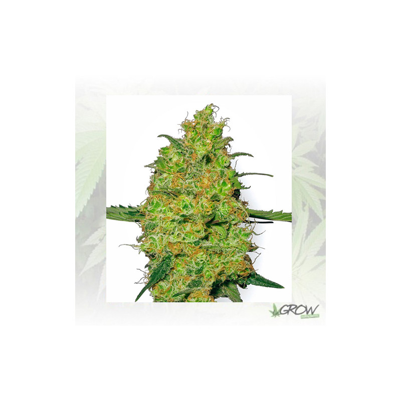 Master Kush White Label - 10 Seeds