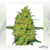 Master Kush White Label - 10 Seeds