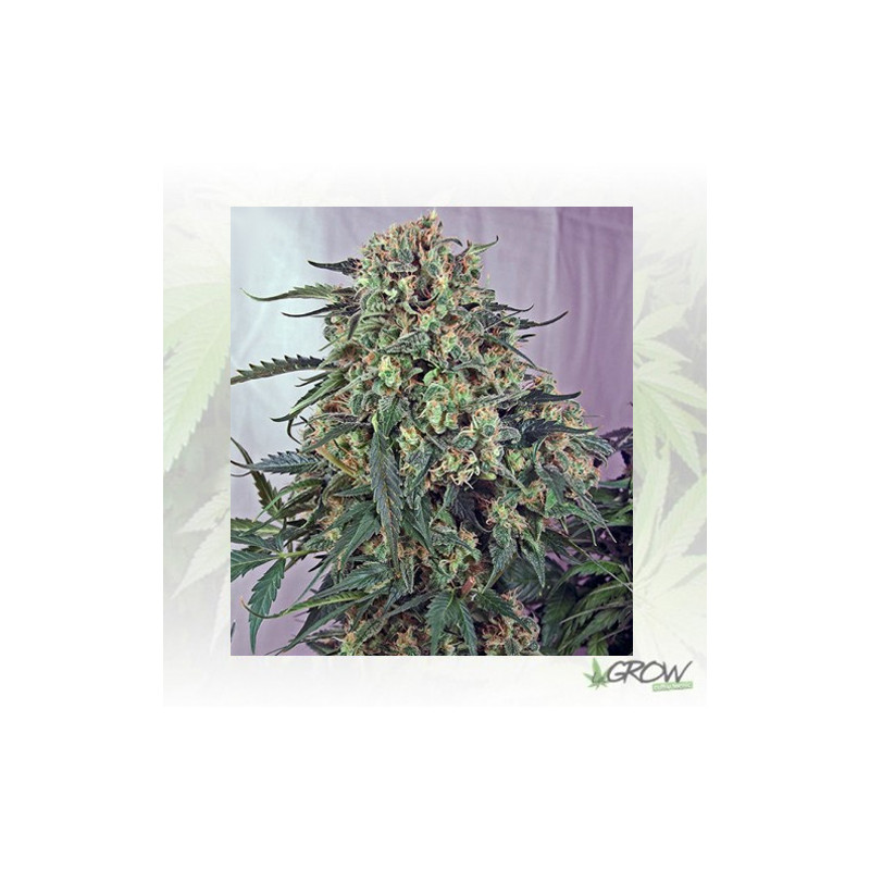 Caramelice Positronics - 5 Seeds